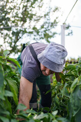 Portrait of mature man picking vegetable from backyard garden. Proud Caucasian man farmer harvesting vegetables.