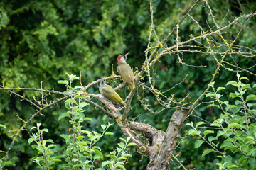 red billed hornbill