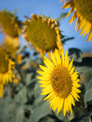 Bee collecting on a sunflower