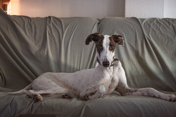 Greyhound at home.