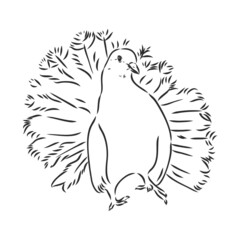 Realistic hand drawn dove. Vector illustration or element for your design.