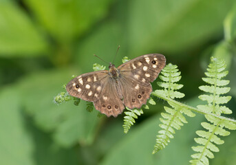 Speckled Wood on Fern Leave