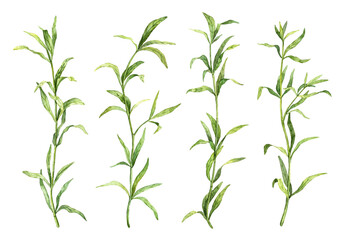 Set of tarragon sprigs isolated on white background. Watercolor hand painted spice herbs. Botanical illustrations collection. Strong flavor tarragon plant 