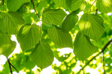 Fototapeta na wymiar Fresh green foliage of linden tree