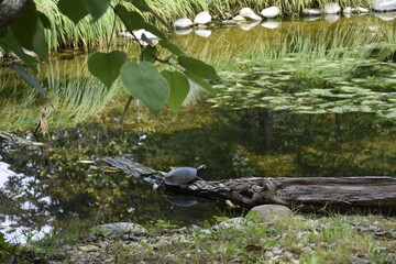 Der Teich