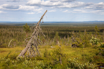 Old tree overlooking scandinavian landscape with boreal forest, Riisitunturi, Lapland, Finland