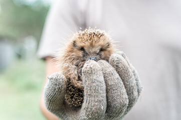 a man's gloved hand holds a cute little wild prickly hedgehog curled up in a ball. rescue and care...