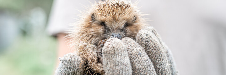 a man's gloved hand holds a cute little wild prickly hedgehog curled up in a ball. rescue and care of animals, environment protection. rustic and nature concept. banner