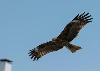Obraz premium A Japanese black kite bird flying and hovering in the sky. 