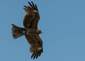 A Japanese black kite bird flying and hovering in the sky. 