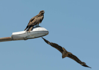 A Japanese black kite bird resting on a street lamp. 