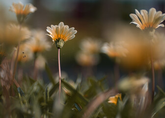 English daisy close up shot