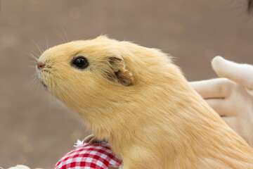 Cute little hamster.