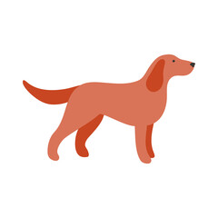 Isolated vector illustration of a Setter dog