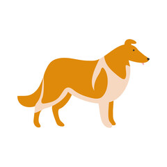 Isolated vector illustration of a Collie dog