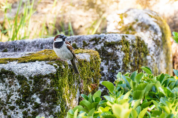 Fototapete bei efototapeten.de bestellen   