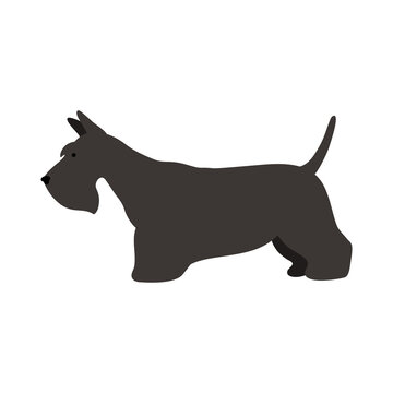 Isolated vector illustration of a Scottish terrier dog