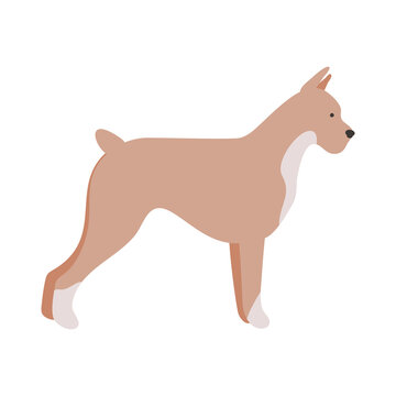 Isolated vector illustration of a Boxer dog