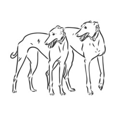 Greyhound dog - isolated vector illustration greyhound hound vector