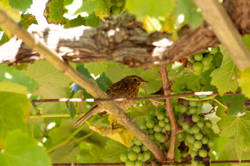 Fototapete bei efototapeten.de bestellen   