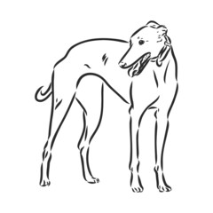 Greyhound dog - isolated vector illustration greyhound hound vector - obrazy, fototapety, plakaty