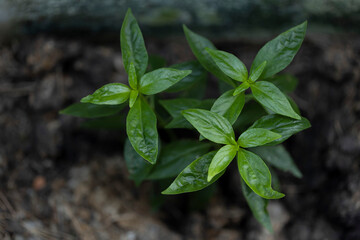 Green chiretta can cure coronavirus.A view of the top of the fresh green Green chiretta leaves in the garden.Andrographis paniculata.