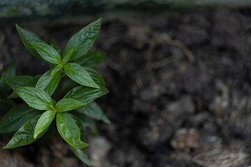 Green chiretta can cure coronavirus.A view of the top of the fresh green Green chiretta leaves in the garden.Andrographis paniculata.