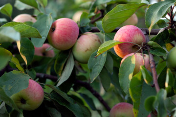 Ripe organic apples grown in a private orchard