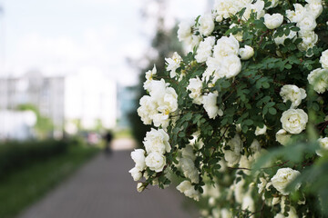 white urban bush rose. park rose. floral summer background.