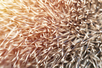 background of brown and white hedgehog spines close up. natural animal abstract backdrop of mantle with prickles of a hedgehog. flare