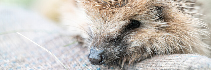 little wild prickly hedgehog sits on a man's gloved hand. the animal's muzzle, eyes and nose zoomed in close up. rescue and care of animals, environment protection. rustic and nature concept. banner © Ksenia