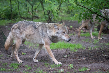 Wolf straying in the wood