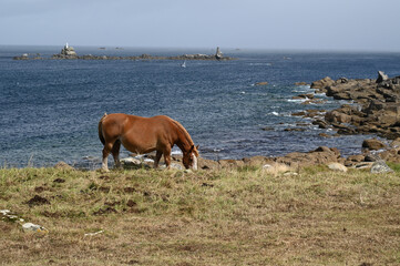 Cheval dans un champ sur la Pointe de Landunvez en Bretagne