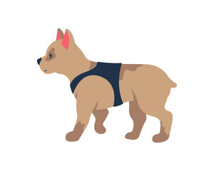 Adopting french bulldog puppy semi flat color vector character. Full body animal on white. Small dog wearing harness isolated modern cartoon style illustration for graphic design and animation