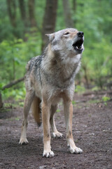 Howling Wolf