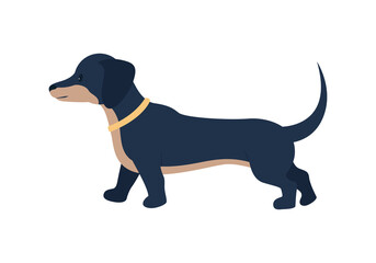 Adopting dachshund dog semi flat color vector character. Full body animal on white. Long-bodied puppy wearing collar isolated modern cartoon style illustration for graphic design and animation