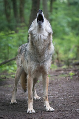 Howling Wolf