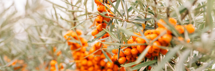 a branch of orange sea buckthorn berries close up. a lot of useful berries of sea-buckthorn on a...