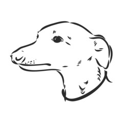 Greyhound dog - isolated vector illustration greyhound hound vector