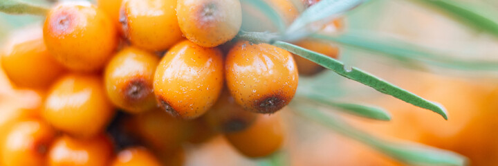a branch of orange sea buckthorn berries zoomed in close up. a lot of useful berries of sea-buckthorn on a bush. the berry from which the oil is made. defocused or small depth of field. banner