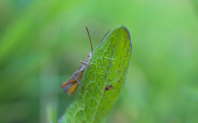 Grasshopper sits on a blade of green grass in summer in June