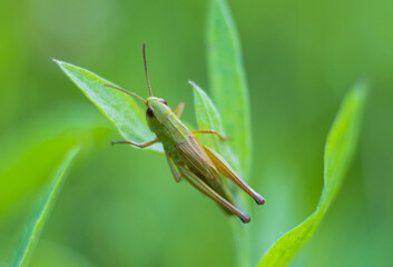 Grasshopper sits on a blade of green grass in summer in June