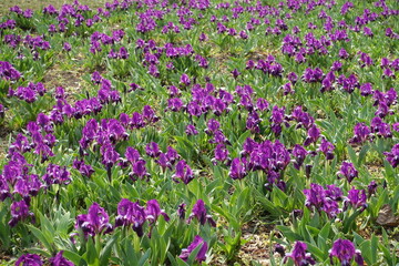 Backdrop - lots of purple flowers of dwarf irises in April