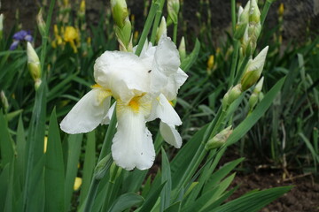 Closed buds and one white flower of Iris germanica in May