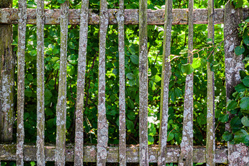 old wooden fence behind which grow green bushes and trees