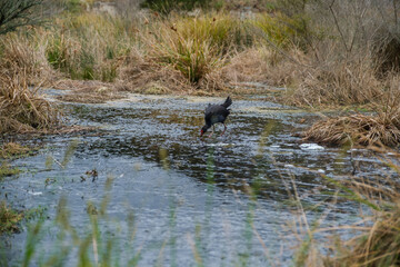 The volcanic region in Rotorua, New Zealand