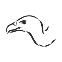 Vulture illustration, drawing, engraving, ink, line art, vector