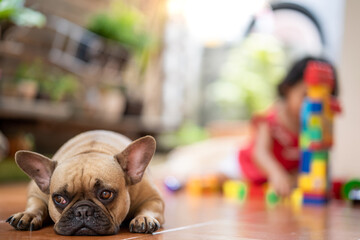 Closeup of a fawn French bulldog lying on the floor.