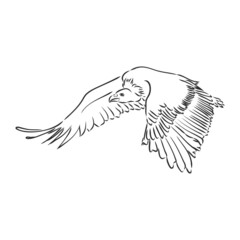 Vulture illustration, drawing, engraving, ink, line art, vector