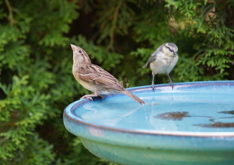 garden,birds,bird bath,drink,thirst